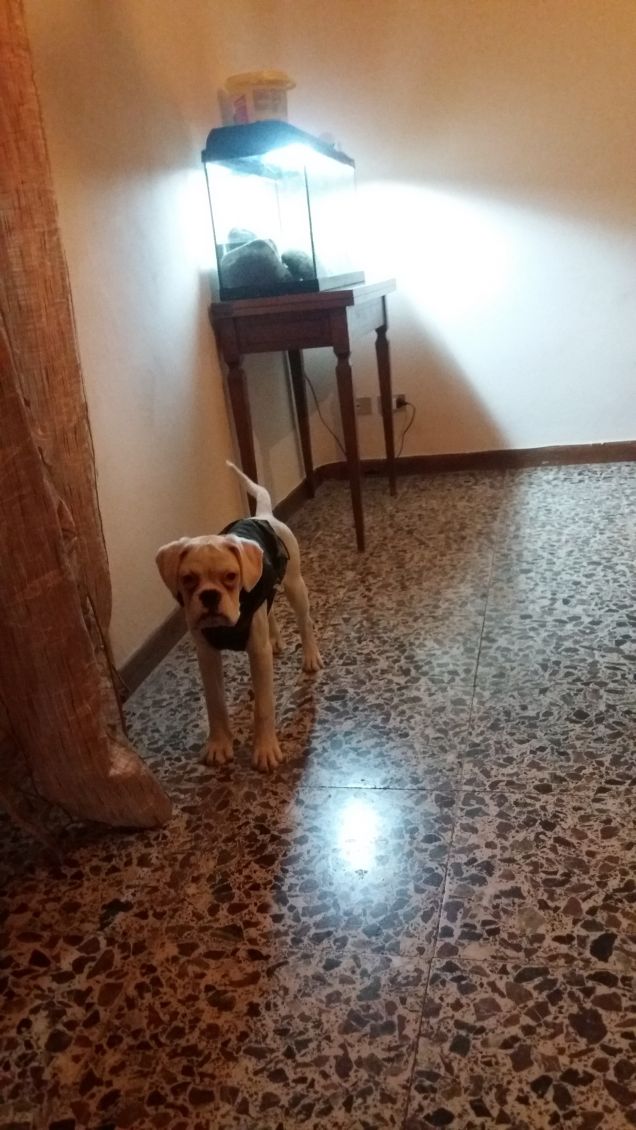 Non ti stavo per distruggere la tenda... nono