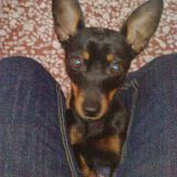 Graziana