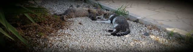 Gattini maschi. ..che coccoloni! 