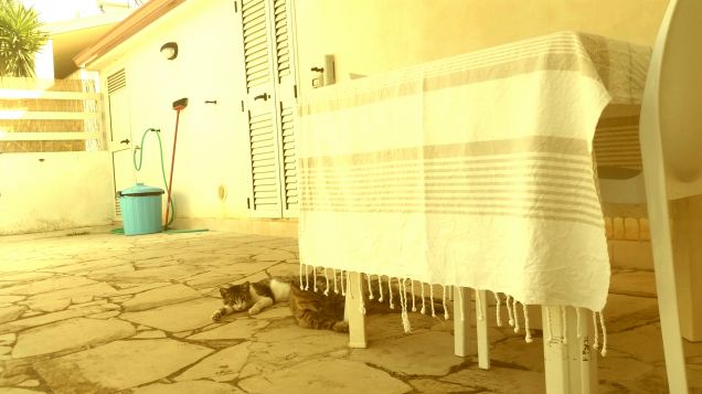 Vi presento Nave e suo Cugino....