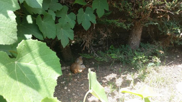 Piccolo europeo rosso