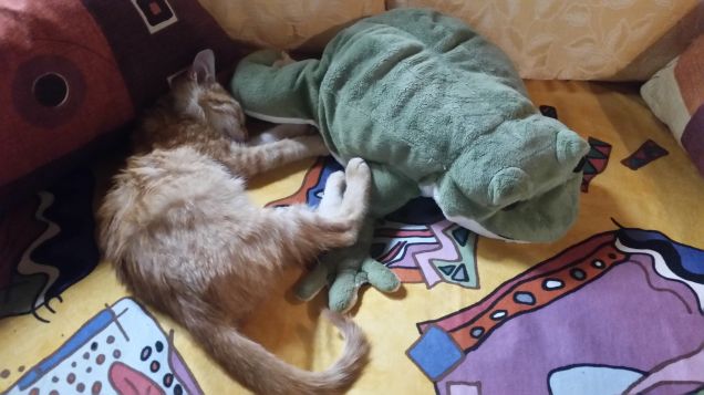 Mimi e la signora Rana1