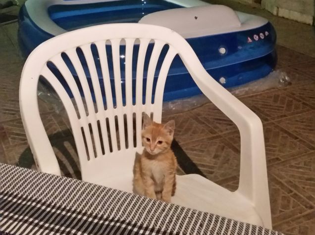 Questa sedia è proprio comoda