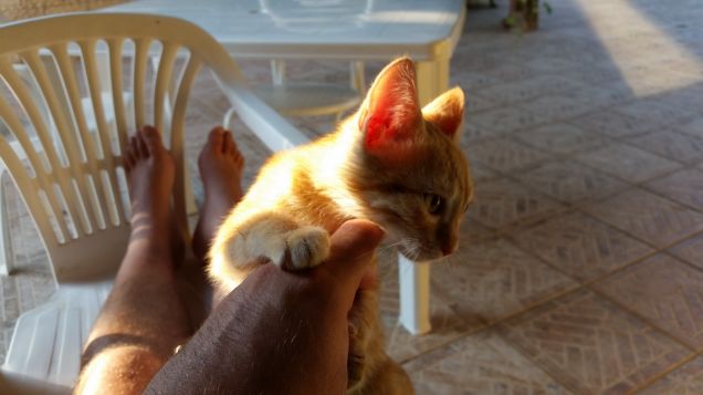 Il mio cucciolo rosso