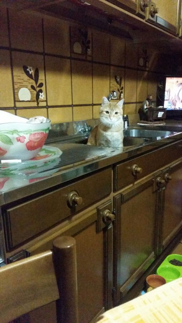 Dove lavare un gatto