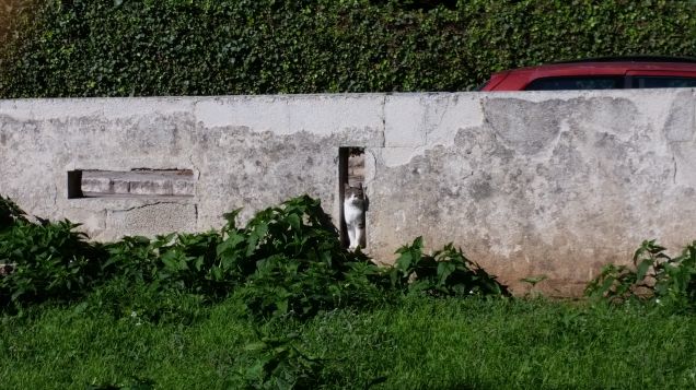 A caccia di lucertole