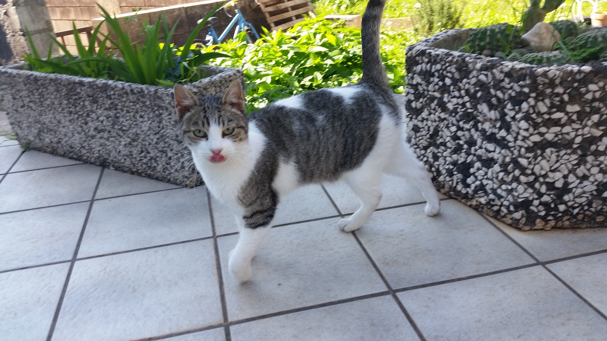 Linguetta Petpassion