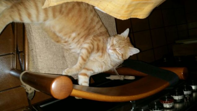 IL RE DEI GATTI DOMESTICI