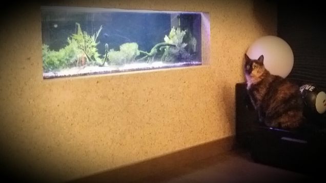 Kira e i suoi pesciolini 