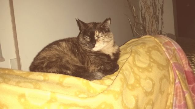 Kirona