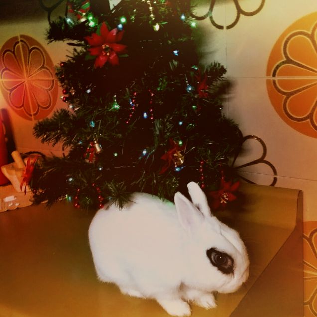 Un coniglietto sotto l'albero di Natale