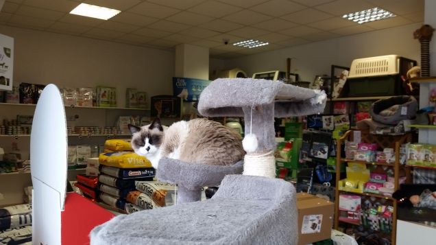 Buon Pranzo da Panky