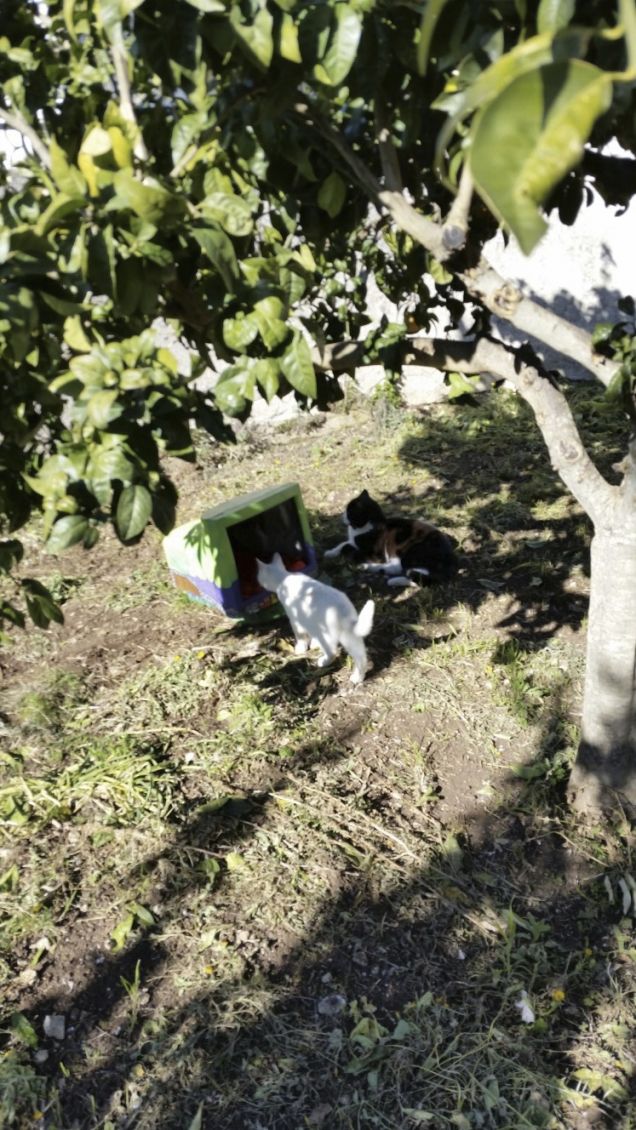 BENVENUTA NEL MIO REGNO BABY