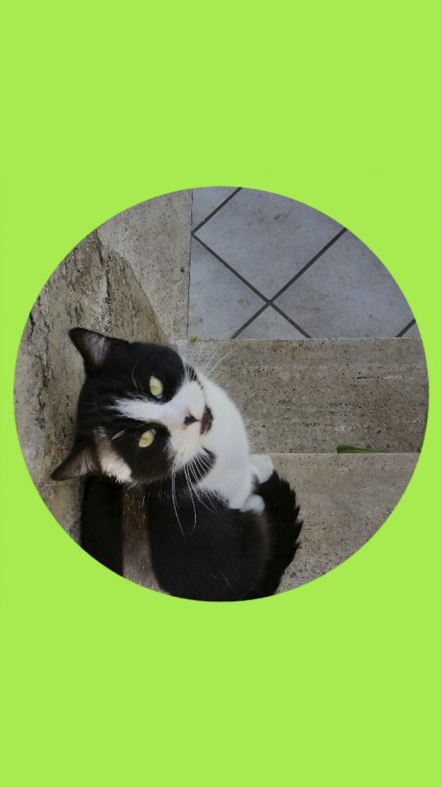 quando mi dai la pappa?