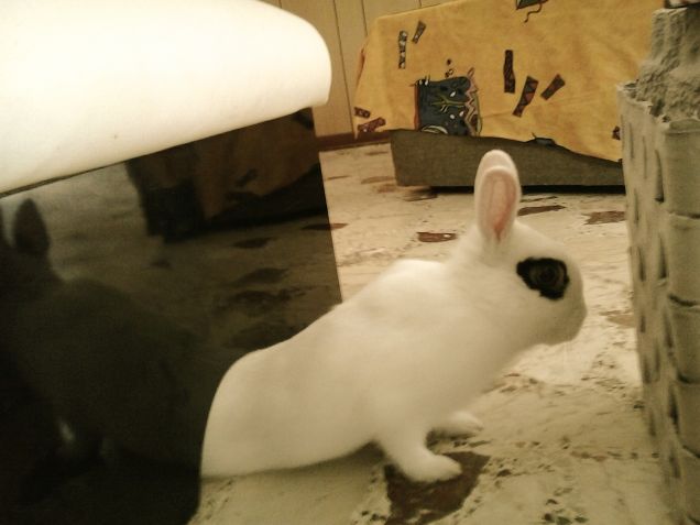 hop hop pulce allungabile