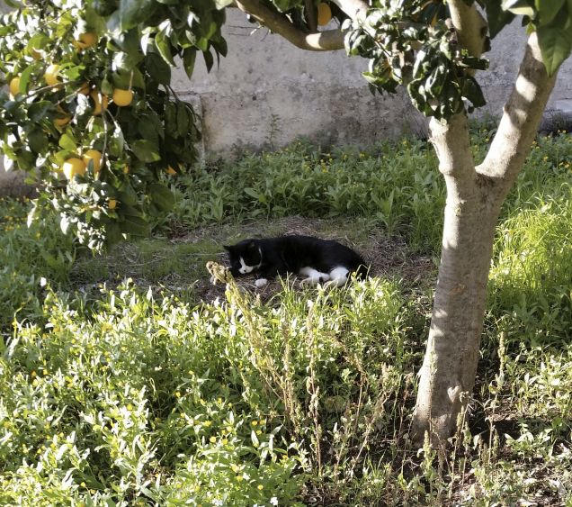 profumo di arance & relax