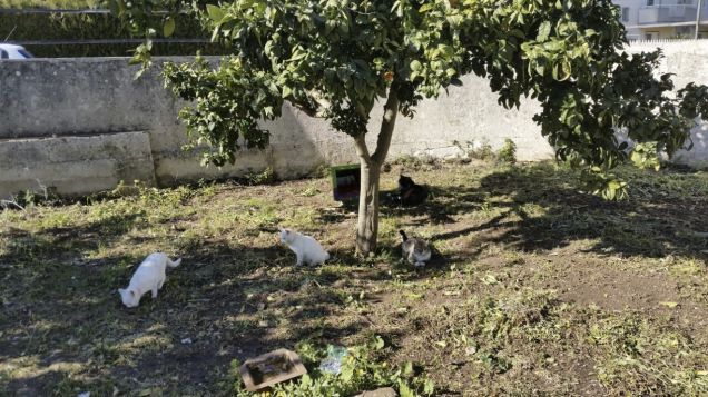 cacciatori alla rriscoss...