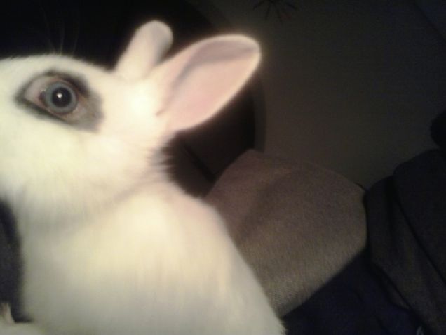 VI OSSERVO TERRESTRI....