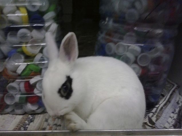 EILà, VOI FATE LA RACCOLTA DI TAPPI DI PLASTICA?