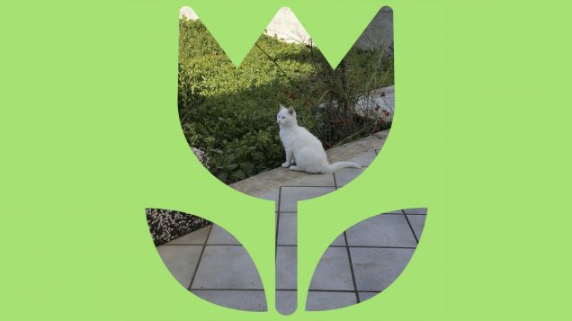 Buona Giornata da Neve