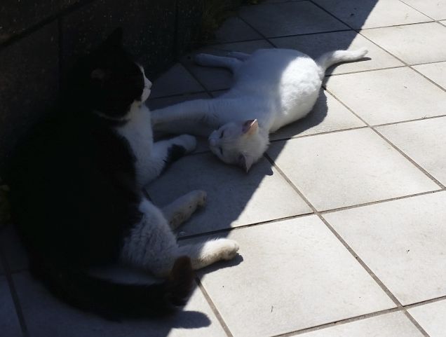 Era buonissima la PAPPA di oggi