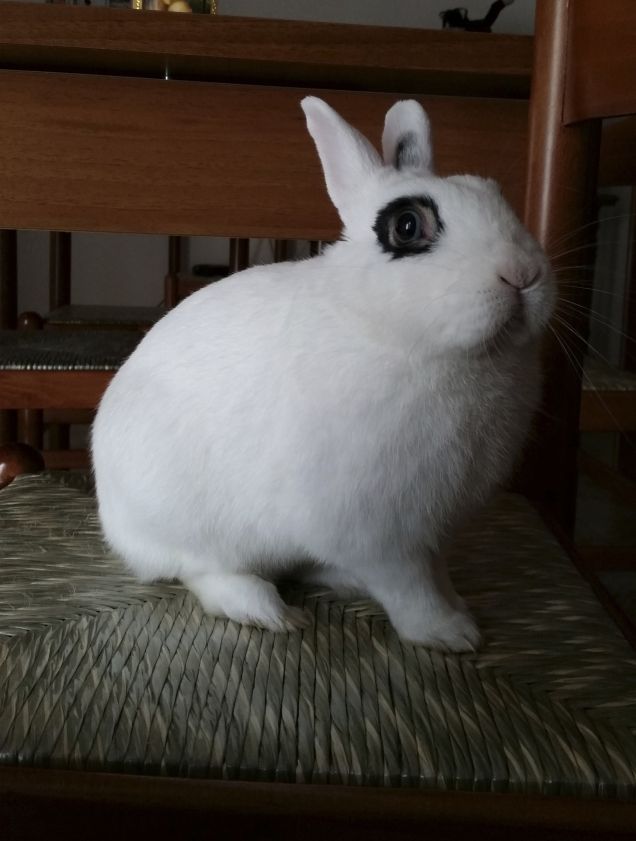 Buon Pomeriggio da Pulce