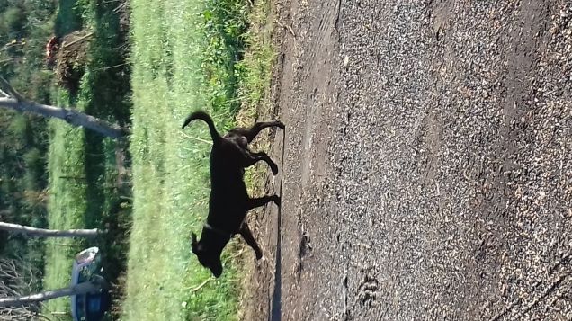 passgegata mattiniera