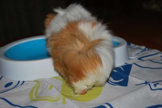 Sally a bordo piscina