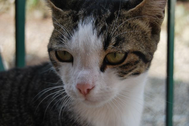 In ricordo di Botolo