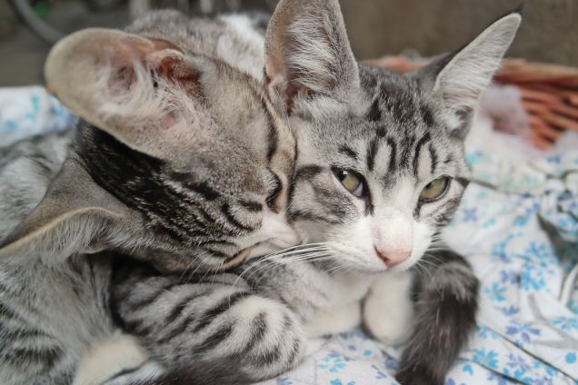 Attila e Barabba da cuccioli