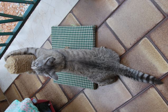 Mamma e il tiragraffi homemade