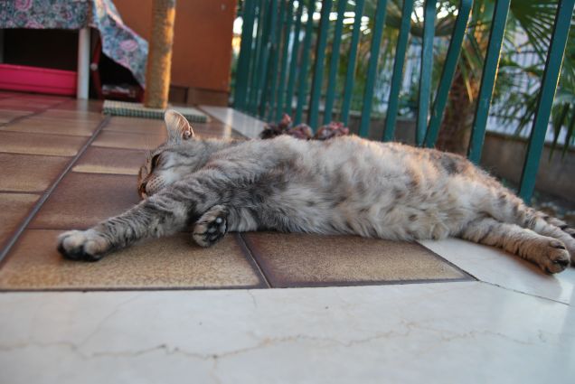 La rappresentazione del caldo 