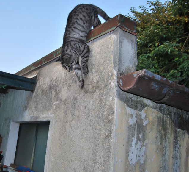 Salto felino