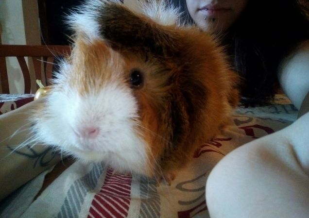 Giocando con la topa