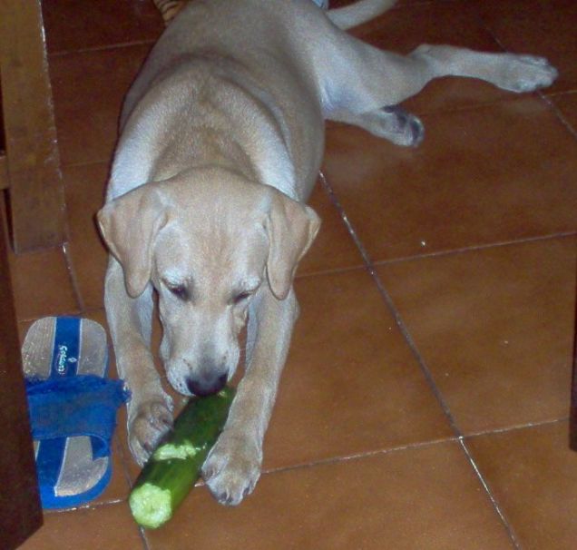 Charlie da piccolo (distruttore)