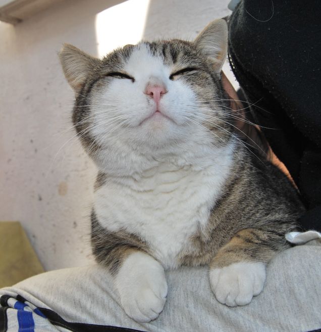 Boss quando era più cicciotto