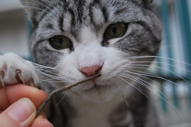 Barabba e il bastoncino