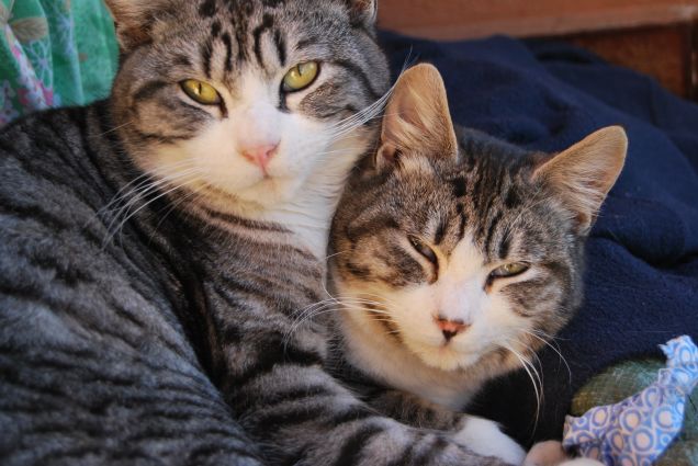 Attila e Barabba adolescenti