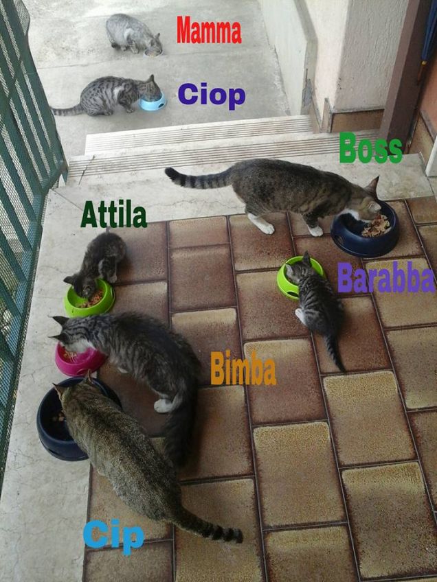 La famiglia, la colonia