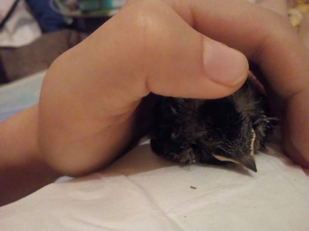 Pio che dorme su di me