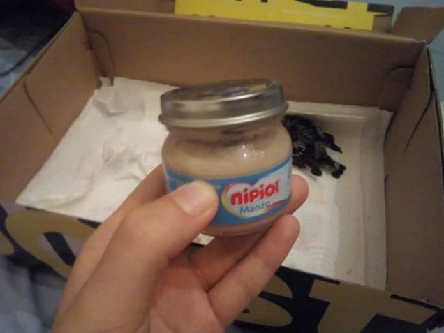 Primo soccorso di una rondine