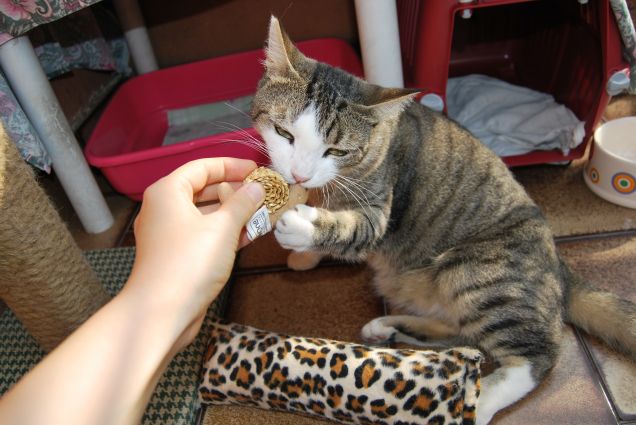 Che bello questo gioco a forma di lumachina