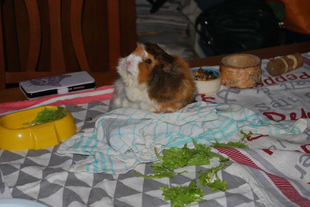 In fase pulizia casetta