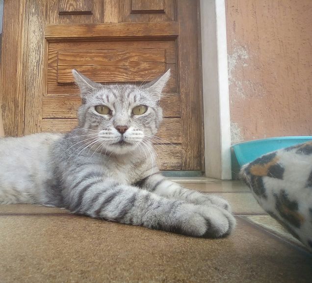 L'dio la camera frontale