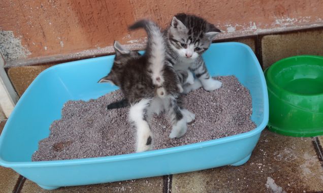 Lotta nella lettiera