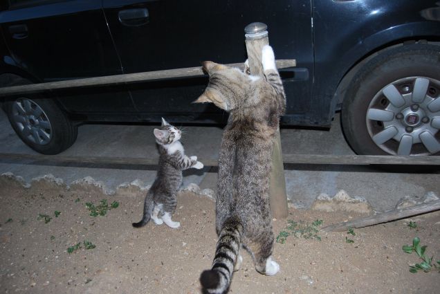 Boss insegnante di vita