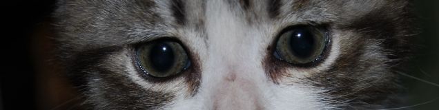 Negli occhi dei cuccioli trovi l'immenso