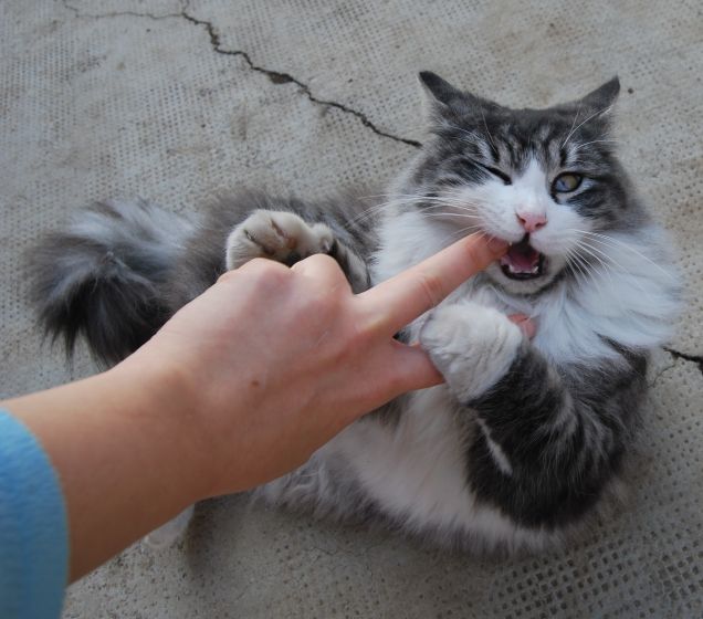 Non è un gestaccio, è solo il dito che ha deciso di mordere lei