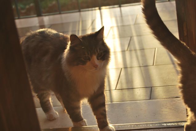 La bellezza alle prime luci dell'alba