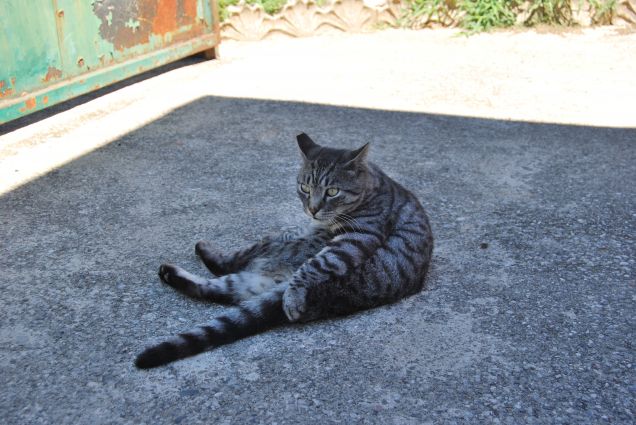 Sempre Ciop all'ombra